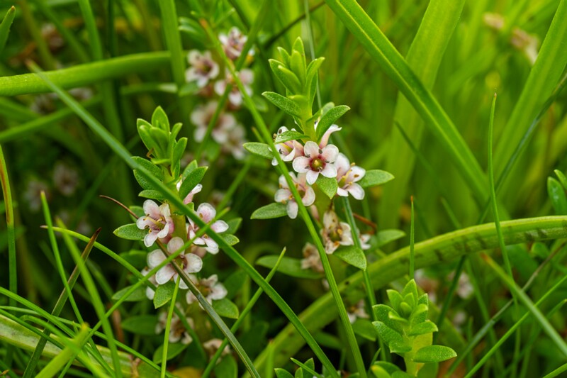 Glaux maritima  2026-06-20 1-2