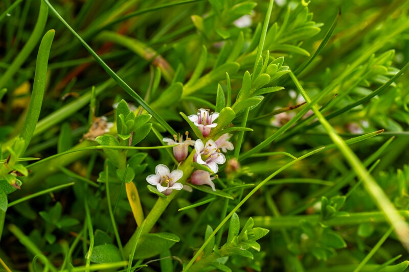 Glaux maritima  2026-06-20 1-3