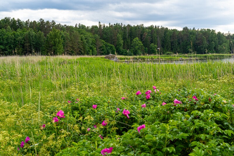 Käsmu Saartneem  2026-06-20 1-6