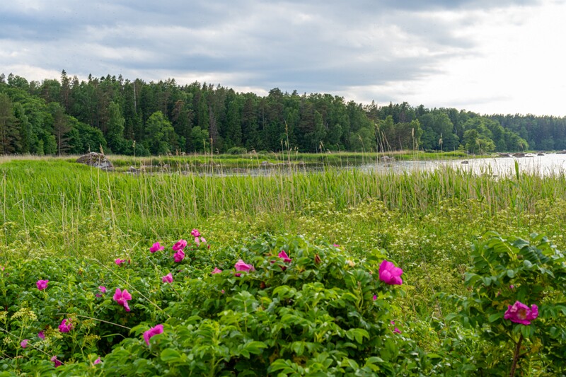 Käsmu Saartneem  2026-06-20 1-7