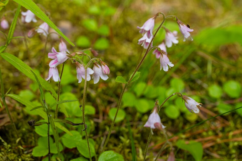 et. Harilik harakkuljus, en. twinflower, lat. Linnaea borealis