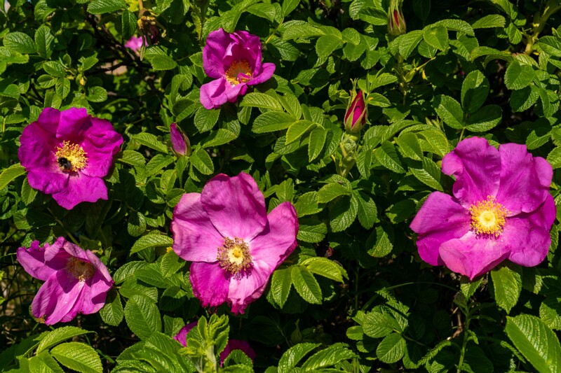 Rosa rugosa  2025-06-22 1-1