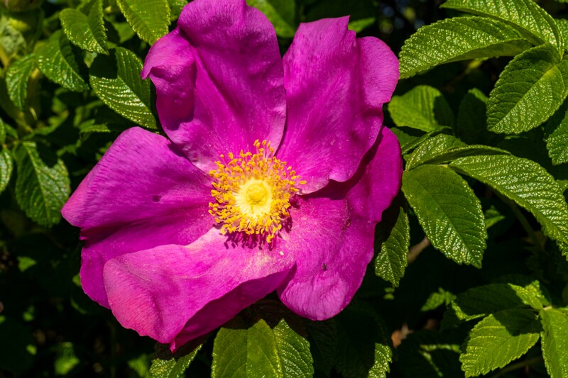 Rosa rugosa  2025-06-22 1-3