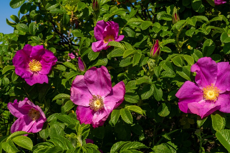 Rosa rugosa  2025-06-22 1-4