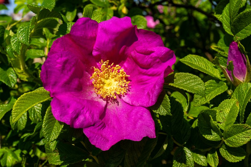 Rosa rugosa  2025-06-22 1-5