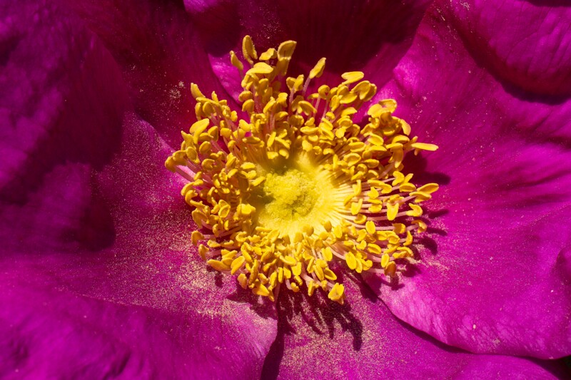 Rosa rugosa  2025-06-22 1-6