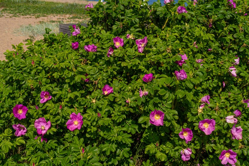 Rosa rugosa  2025-06-22 1-7