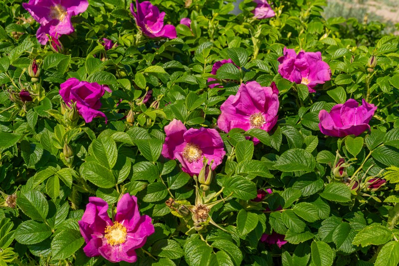 Rosa rugosa  2025-06-22 2-1