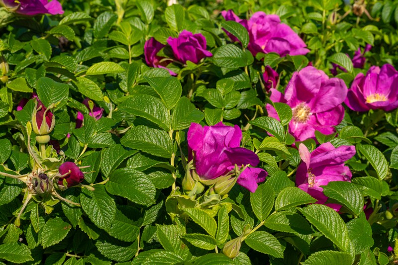 Rosa rugosa  2025-06-22 2-2