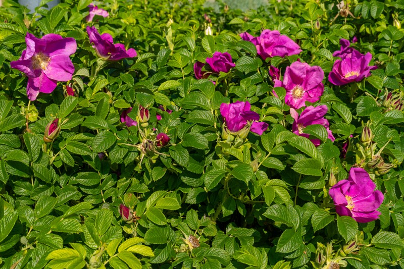 Rosa rugosa  2025-06-22 2-3