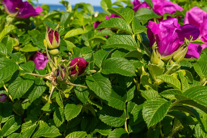 Rosa rugosa  2025-06-22 2-4