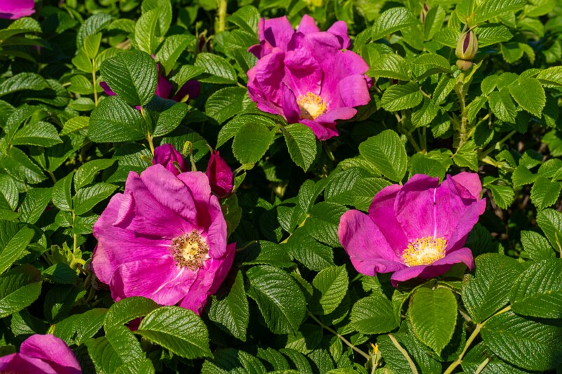 Rosa rugosa  2025-06-22 2-5