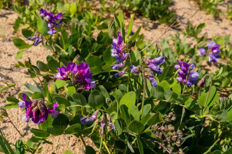 Lathyrus maritimus  2025-06-22 1-1