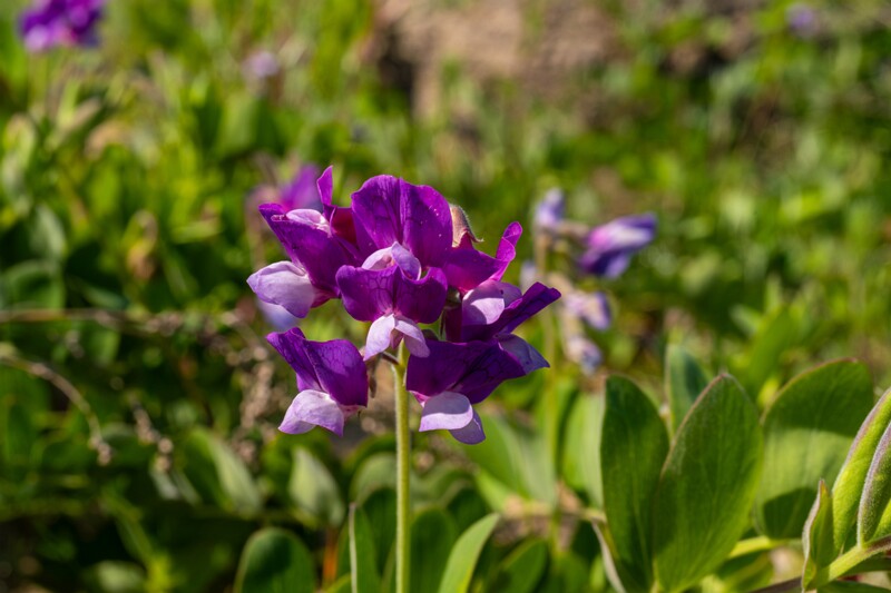 Lathyrus maritimus  2025-06-22 1-10