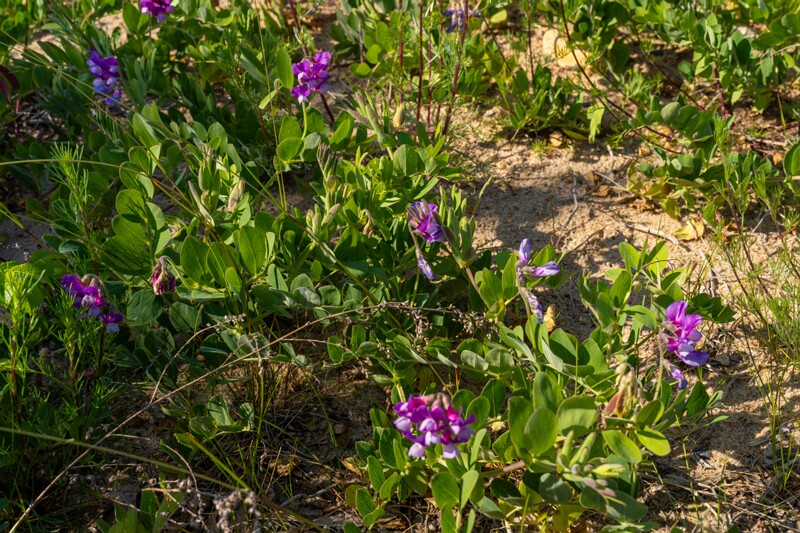 Lathyrus maritimus  2025-06-22 1-12