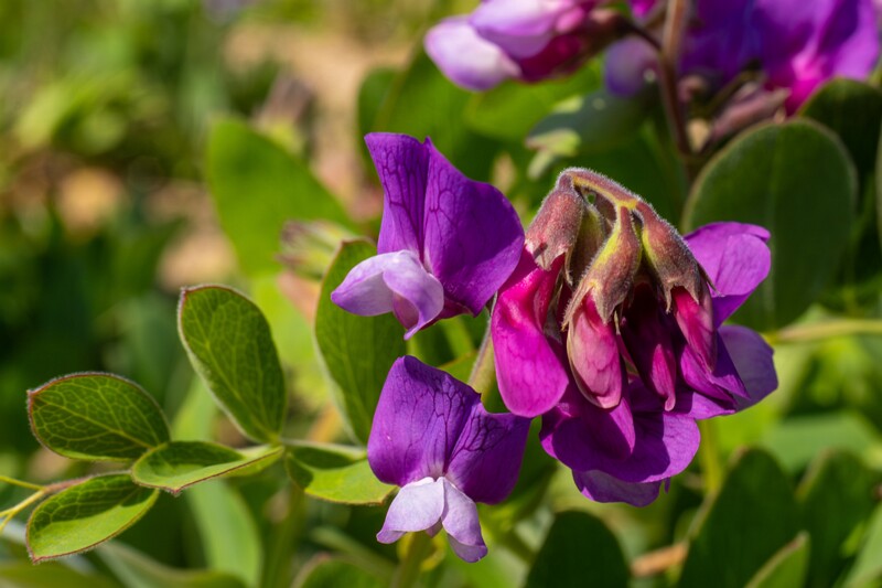 Lathyrus maritimus  2025-06-22 1-2