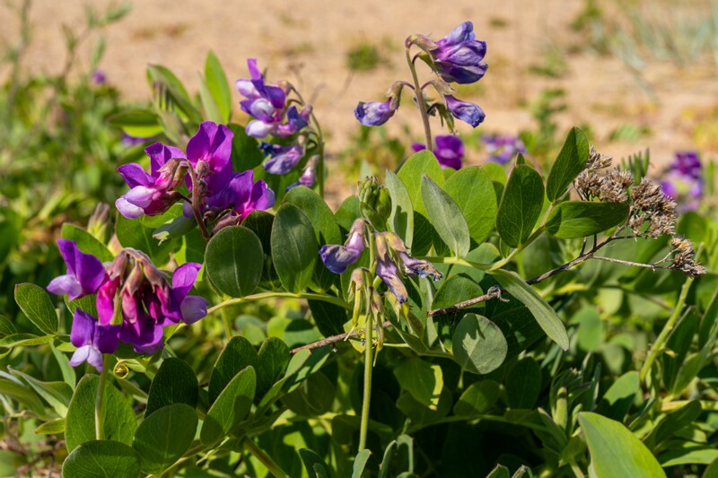 Lathyrus maritimus  2025-06-22 1-3