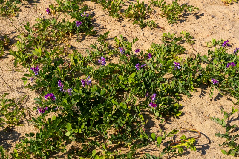 Lathyrus maritimus  2025-06-22 1-5