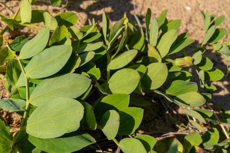 Lathyrus maritimus  2025-06-22 1-6
