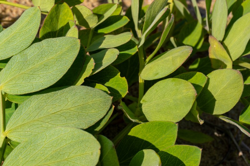 Lathyrus maritimus  2025-06-22 1-7