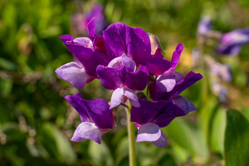 Lathyrus maritimus  2025-06-22 1-8