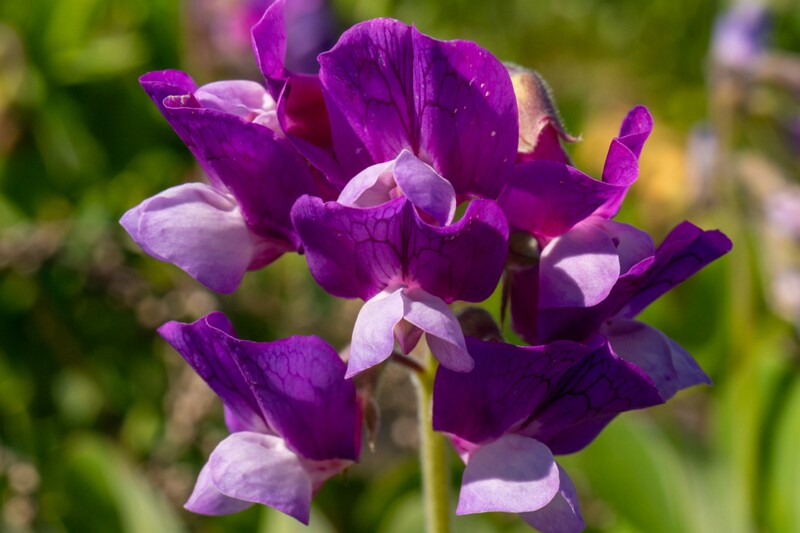 Lathyrus maritimus  2025-06-22 1-9