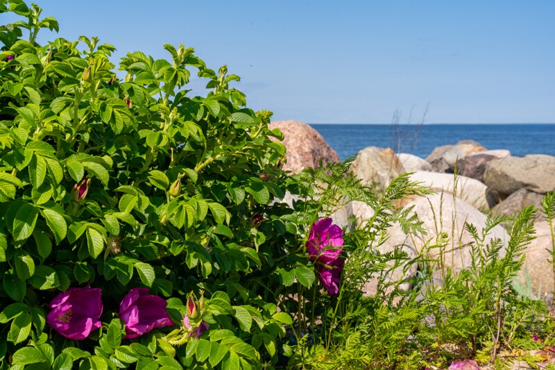 kaberneeme-marina 2025-06-22 1-12