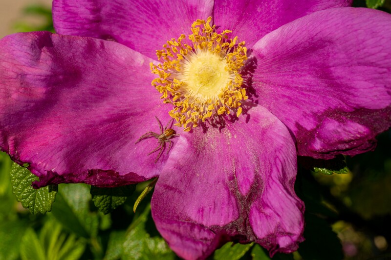 kaberneeme-marina 2025-06-22 1-13