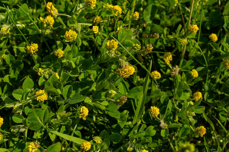 Medicago lupulina  2025-06-22 1-1