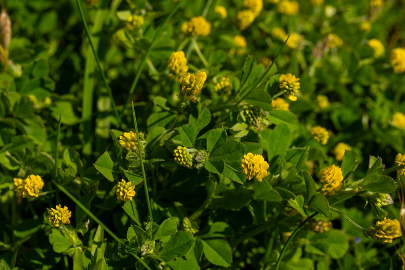 Medicago lupulina  2025-06-22 1-2