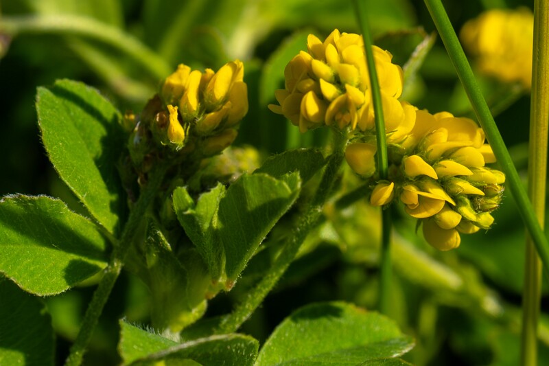 Medicago lupulina  2025-06-22 1-3
