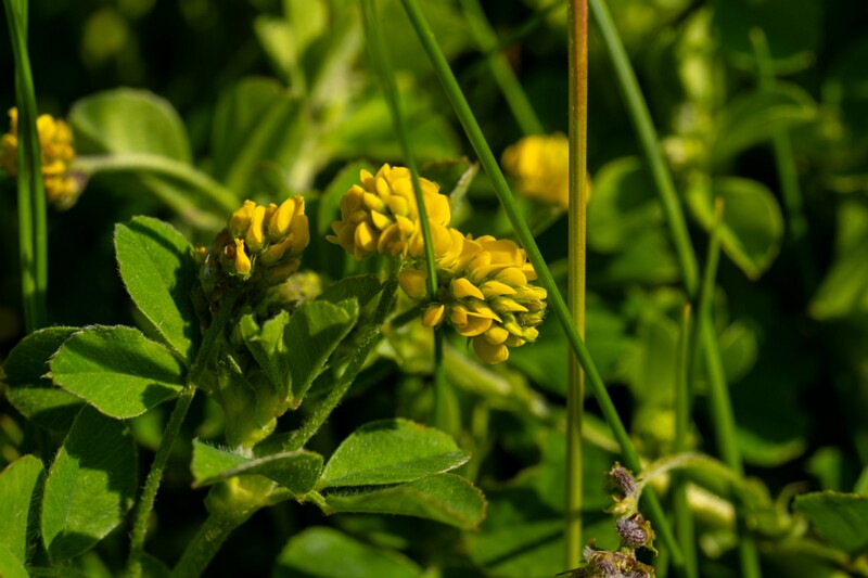 Medicago lupulina  2025-06-22 1-4