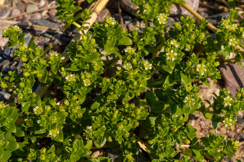 Honckenya peploides  2025-06-22 1-1