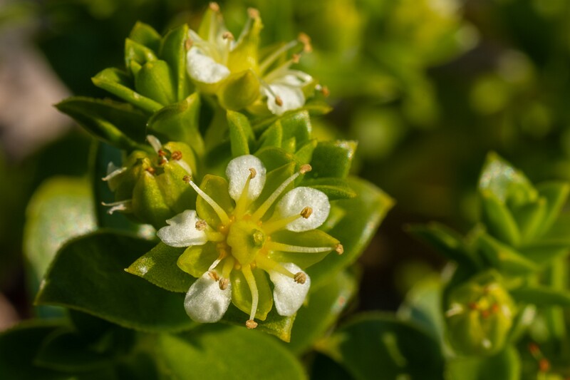 Honckenya peploides  2025-06-22 1-2