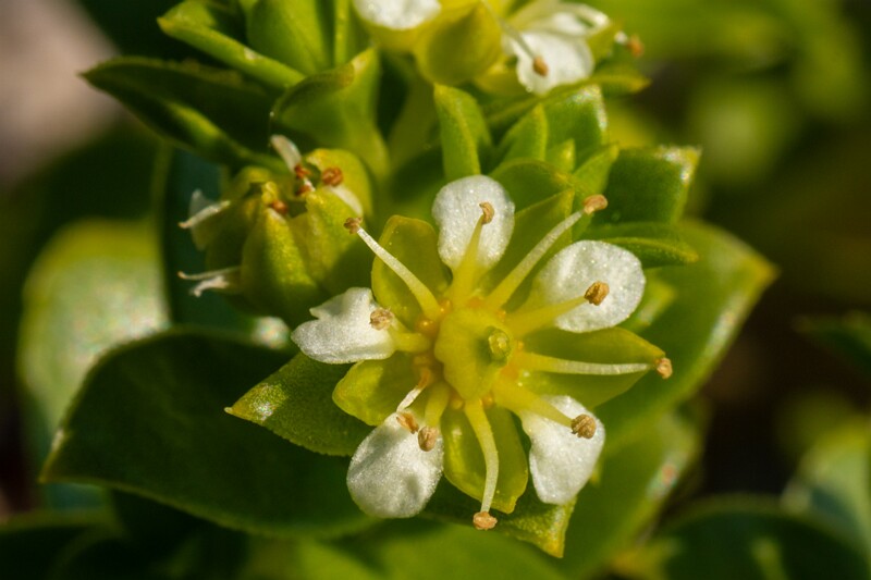 Honckenya peploides  2025-06-22 1-3