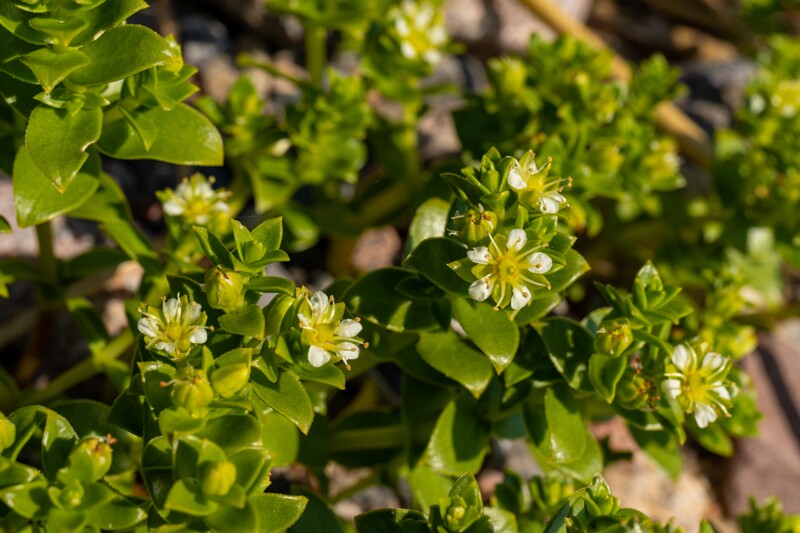 Honckenya peploides  2025-06-22 1-5