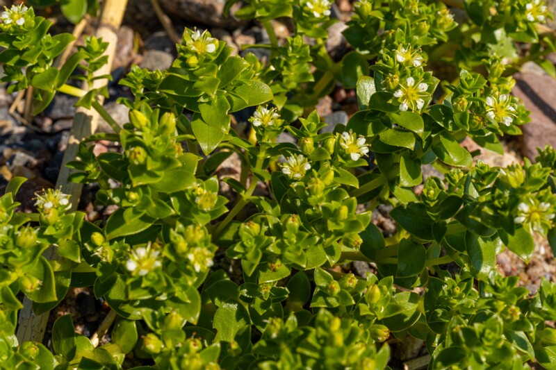 Honckenya peploides  2025-06-22 1-6