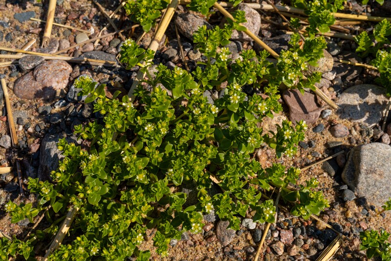 Honckenya peploides  2025-06-22 1-7