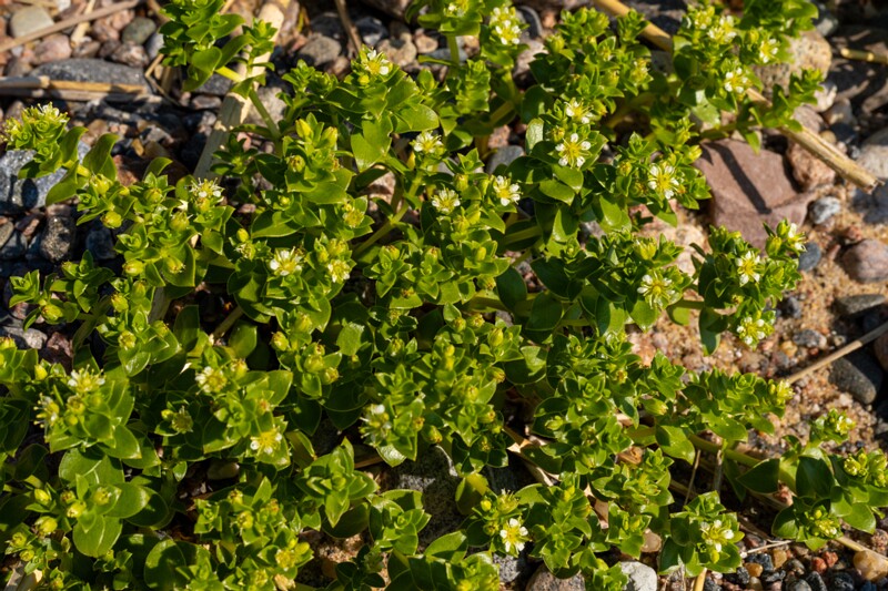 Honckenya peploides  2025-06-22 1-8