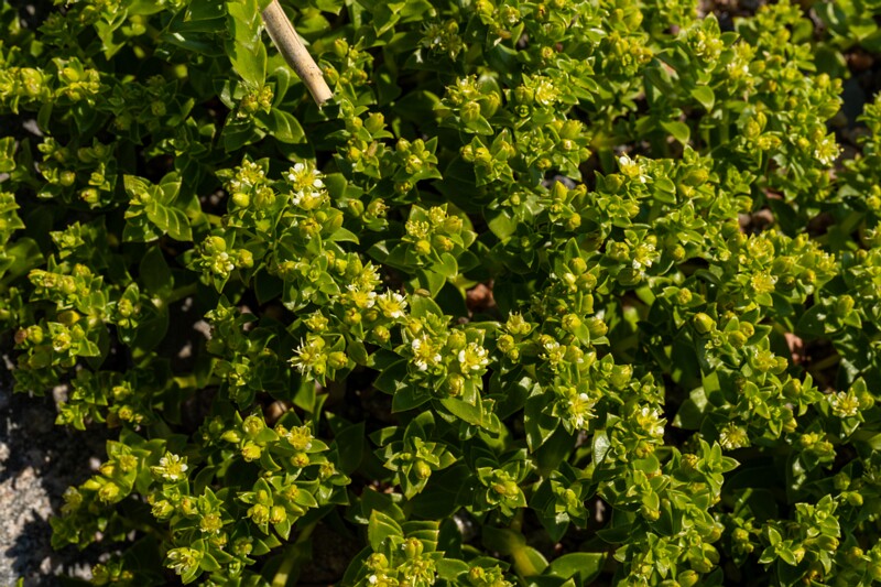 Honckenya peploides  2025-06-22 2-1