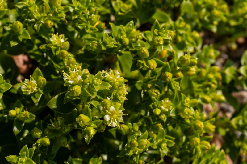 Honckenya peploides  2025-06-22 2-2