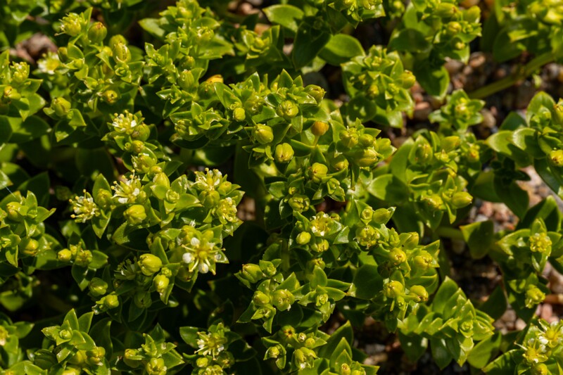 Honckenya peploides  2025-06-22 2-3