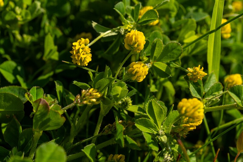 et. Humallutsern, en. black medick, lat. Medicago lupulina