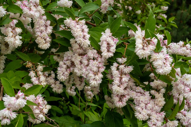 kadrioru-pargi-jaapani-aed-24