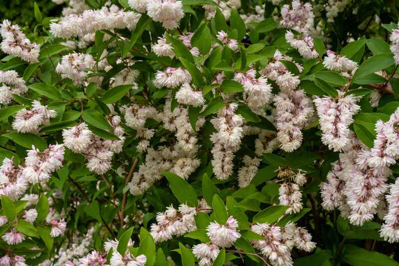 kadrioru-pargi-jaapani-aed-26