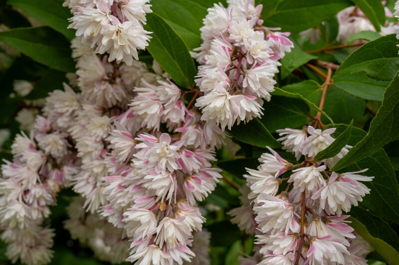 kadrioru-pargi-jaapani-aed-28