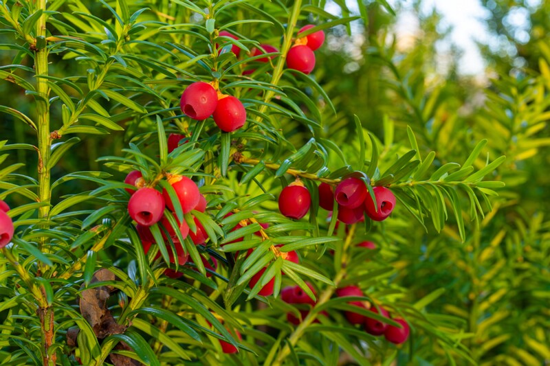 taxus-baccata 2024-11-23 1-23