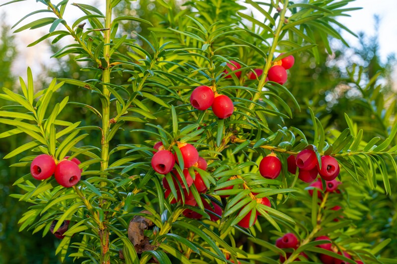 taxus-baccata 2024-11-23 1-26