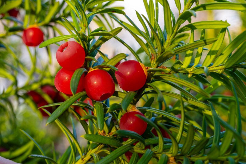 taxus-baccata 2024-11-23 1-28