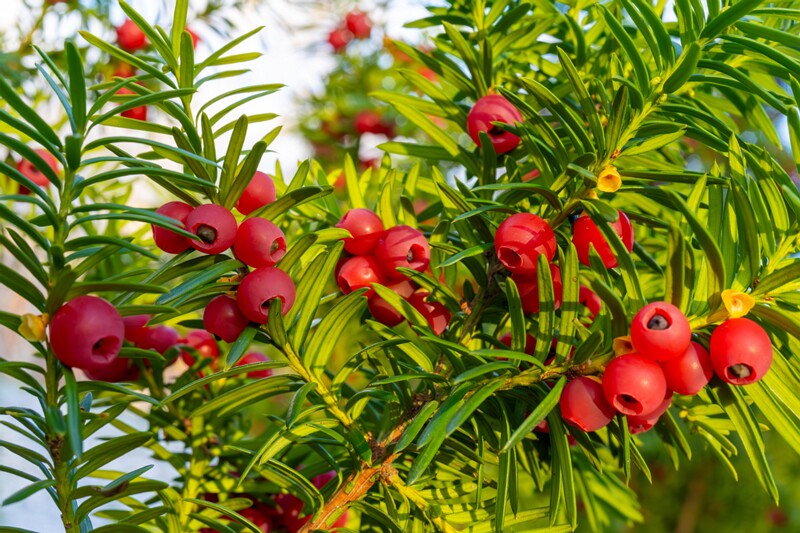 taxus-baccata 2024-11-23 1-30